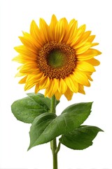Fototapeta premium Bright yellow sunflower with green leaves against white background (1)