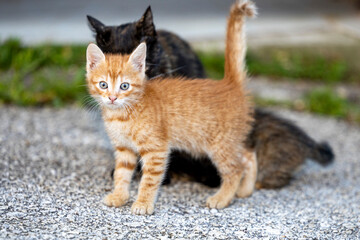 Cute ginger kitten standing in front of her mother.