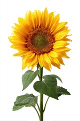 Single sunflower, vibrant yellow petals, dark center, green leaves, isolated on white