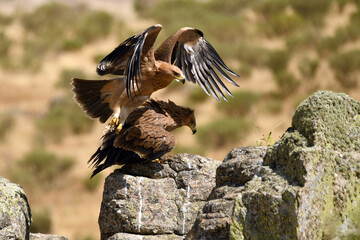 Joven aguila imperial en la sierra abulense