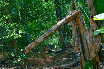 Lost in the Heart of a Banana Grove. A banana plantation growing irregularly. Surrounded by Towering Banana Plants. A Serene Escape to the Heart broken of a Banana Grove. Asian Irregular agriculture