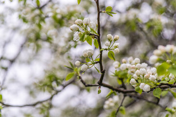 White blossoming apple trees with rain drops