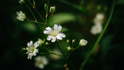 Close-up of delicate white wildflowers