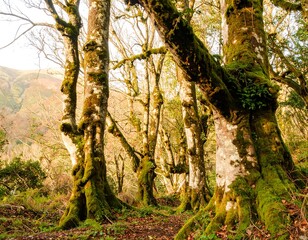Sunlight filtering through a mossy forest