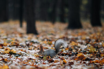 A red squirrel in the autumn forest in its natural habitat. A close-up portrait of a squirrel. The forest is full of muted colors on the eve of winter.