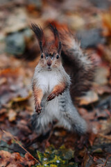 A red squirrel in the autumn forest in its natural habitat. A close-up portrait of a squirrel. The forest is full of muted colors on the eve of winter.