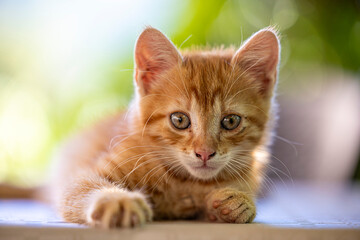 Obraz premium Cute ginger kitten laying on the desk.