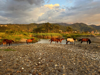 Obraz premium Beautiful horses walking along the river under the sky with clouds