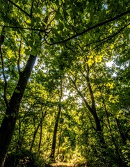 Obraz premium Sunlight filtering through dense forest canopy