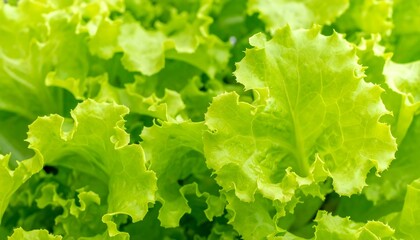 Fresh green lettuce leaves