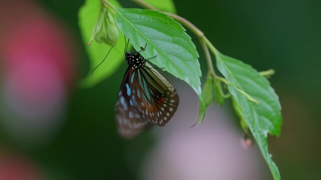 Close-up of a perched blue tiger butterfly on a green leaf, vibrant colors