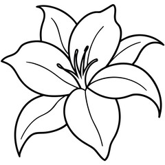 Fototapeta premium Lily Flower Outline Coloring Page