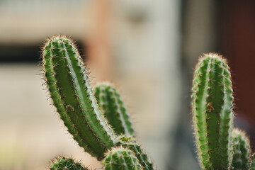 Little cactus on small pot, plant for decoration. Beautiful blooming cactus, selective focus blurred green nature background. Hobby during work from home concept.