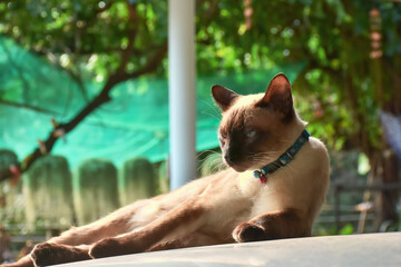 Beautiful adorable old style siamese blue point shorthaired cat, thai cat with amazing blue eyes.
