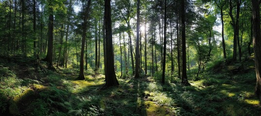 Fototapeta premium Sunlight filters through dense forest canopy, illuminating moss-covered forest floor