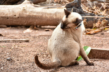 Beautiful adorable old style siamese blue point shorthaired cat, thai cat with amazing blue eyes.
