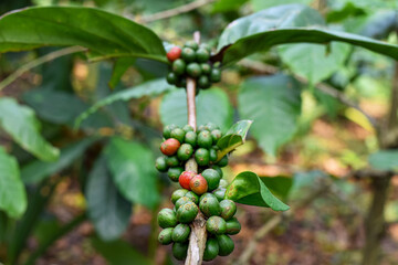 Arabica coffee, coffee that grows in clusters on the trunk, close up photo of coffee on the tree