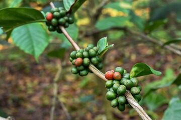 Arabica coffee, coffee that grows in clusters on the trunk, close up photo of coffee on the tree