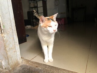 Calico cat standing indoors on tiled floor