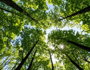 Lush green forest canopy (1)