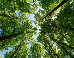 Lush forest canopy viewed from below