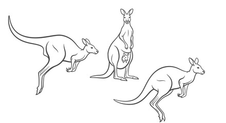 Dynamic kangaroo illustrations showcasing adorable marsupials in various action poses for your projects