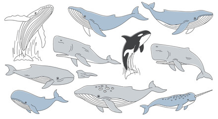 Whales illustration collection featuring Orca, Humpback, and Narwhal for educational use © Muflif