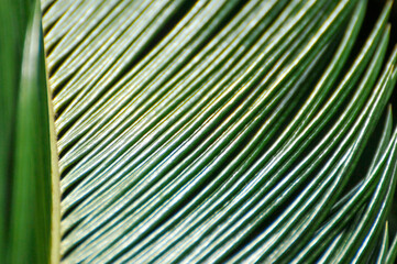 Palm tree leaf in sunlight
