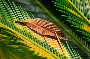 Palm tree leaf in sunlight