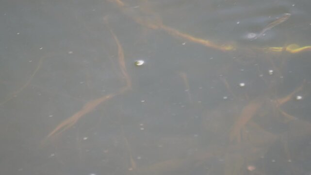 Group of mosquitofish, scientifically known as Gambusia affinis, in a body of water. 
