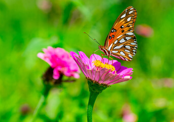 Gulf fritillary butterfly feeding on the nectar of a pink zinnia