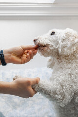 Man feeding and petting his white poodle dog at home