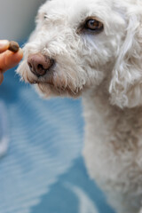 White poodle dog eating biscuit from owner's hand
