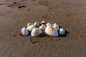Seashells on Sandy Beach Grouped Together, White and Brown Shells by the Ocean