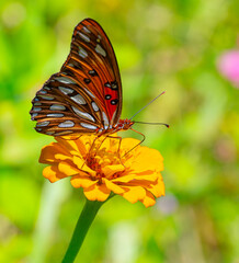 Closeup of a gulf fritillary butterfly feeding on the nectar of an orange zinnia