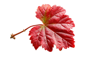 Vibrant red grape leaf with detailed texture