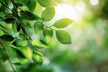 植物の爽やかなキラキラ背景写真