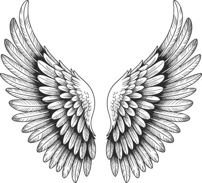 Detailed angel wings illustration, black and white line art, feather tattoo design, symmetrical fantasy drawing, decorative spiritual artwork concept