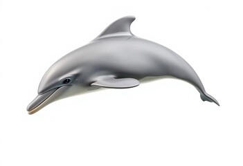 Obraz premium Elegant grey bottlenose dolphin isolated on pure white background, image, wild