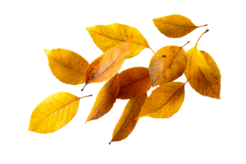 Colorful autumn leaves on clear bg