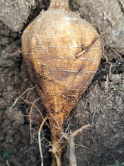 Jicama that has just been harvested, displays a fibrous skin texture on dry soil.