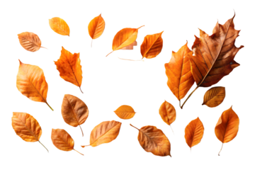 3817 orange dried leaves isolated on a transparent background