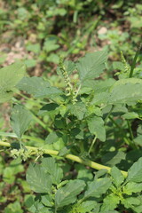 Amaranthus viridis, pigweed or the Slender Amaranth plants, its flowers and seeds 