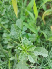Amaranthus viridis, pigweed or the Slender Amaranth plants, its flowers and seeds 