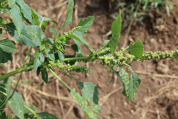 Amaranthus viridis, pigweed or the Slender Amaranth plants, its flowers and seeds 