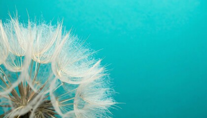 Fototapeta premium Dandelion seed head against teal background