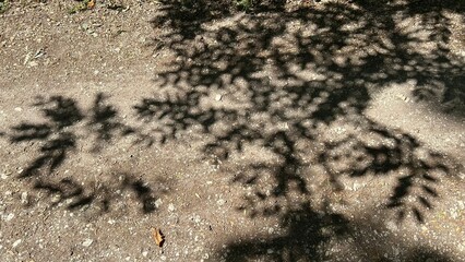 Background of branches and leaves on brown ground in the forest.