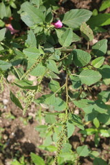 Amaranthus viridis, pigweed or the Slender Amaranth plants, its flowers and seeds 