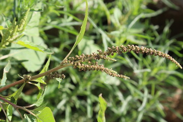 Amaranthus viridis, pigweed or the Slender Amaranth plants, its flowers and seeds 