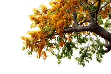 Bright foliage in autumn against a clear backdrop